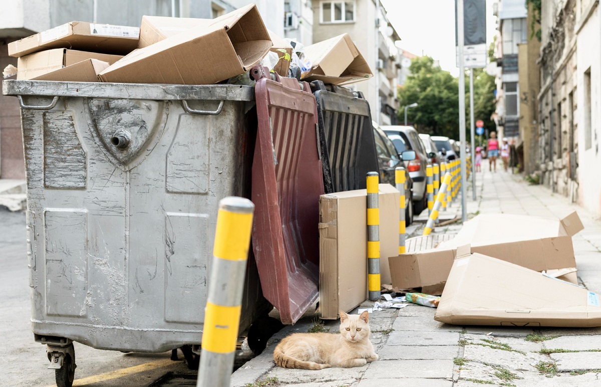 Domestic Waste Removal